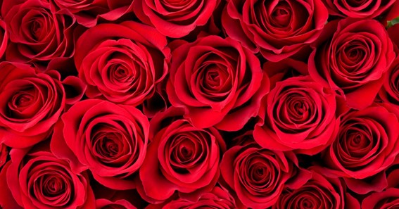 Importance Of Flowers On Valentine's Day That’d Amaze You Instantly
