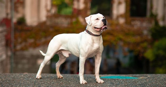 Things To Know More About The American Bulldog