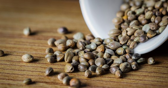 What are CBD seeds and what are their advantages?