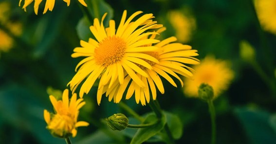 What Are the Benefits of Arnica Plant to Your Body?