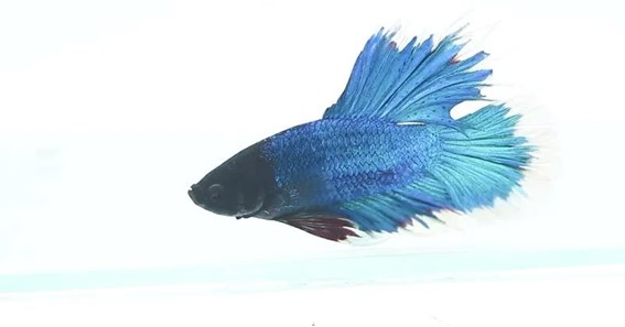 How To Care For A Blue Beautiful Betta Fish: The Basics You Need to Know