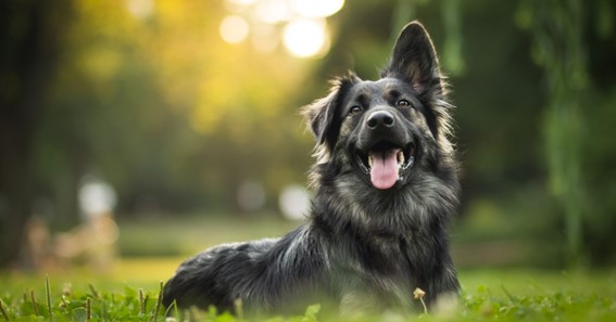 The Science of Dog Health: Combined Technology and Dog Health!