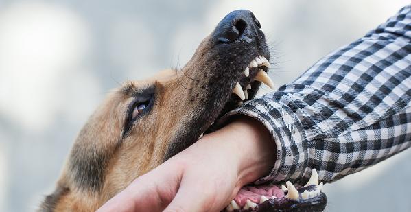 The Importance of Legal Help Following a Dog Bite Injury