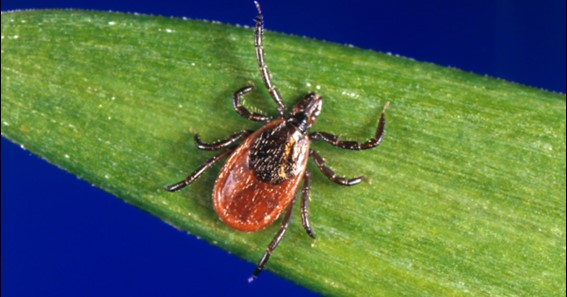 Ticks An Overview of Biology, Behavior, and Health Risks
