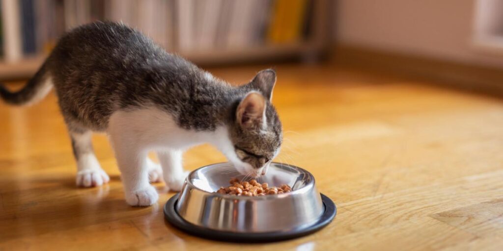 The Ultimate Guide: When to Make the Switch from Kitten Food to Cat Food