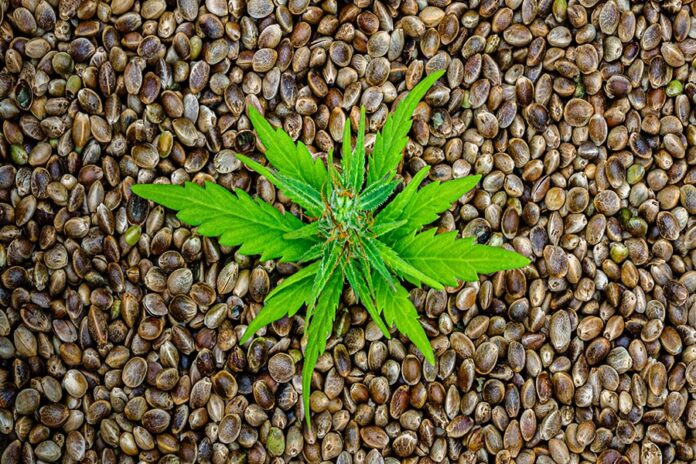The Best Cannabis Seeds to Plant in 2023 